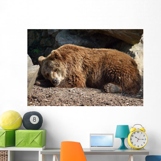 Orso Bruno Wall Decal