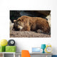 Orso Bruno Wall Decal