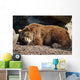 Orso Bruno Wall Decal