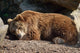 Orso Bruno Wall Decal