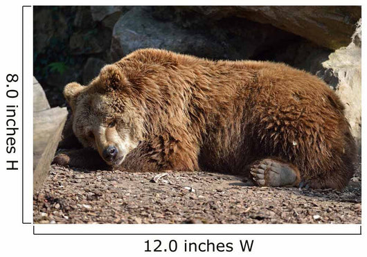 Orso Bruno Wall Decal