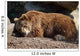 Orso Bruno Wall Decal