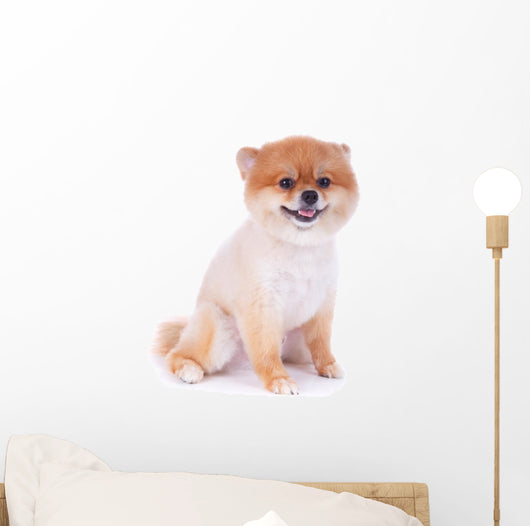 Pomeranian Dog Brown Short Wall Decal Design 2