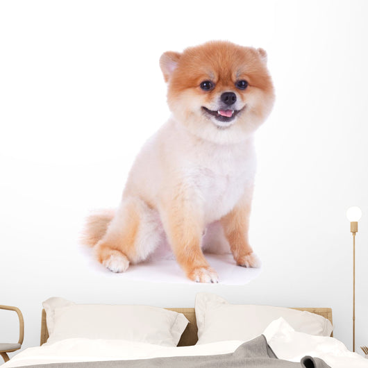 Pomeranian Dog Brown Short Wall Decal Design 2