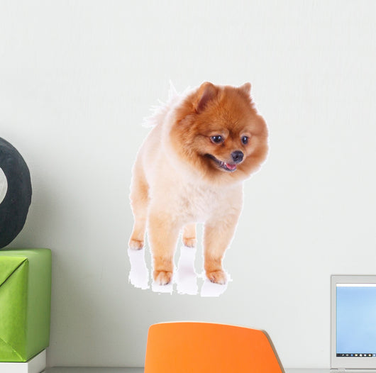 Pomeranian Dog Brown Short Wall Decal Design 1