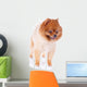 Pomeranian Dog Brown Short Wall Decal Design 1