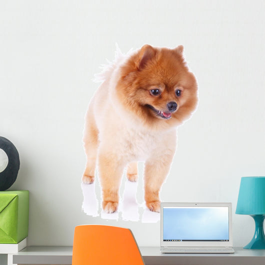 Pomeranian Dog Brown Short Wall Decal Design 1