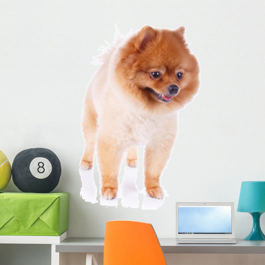 Pomeranian Dog Brown Short Wall Decal Design 1