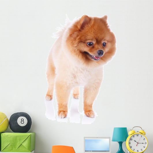 Pomeranian Dog Brown Short Wall Decal Design 1