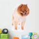 Pomeranian Dog Brown Short Wall Decal Design 1