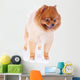 Pomeranian Dog Brown Short Wall Decal Design 1