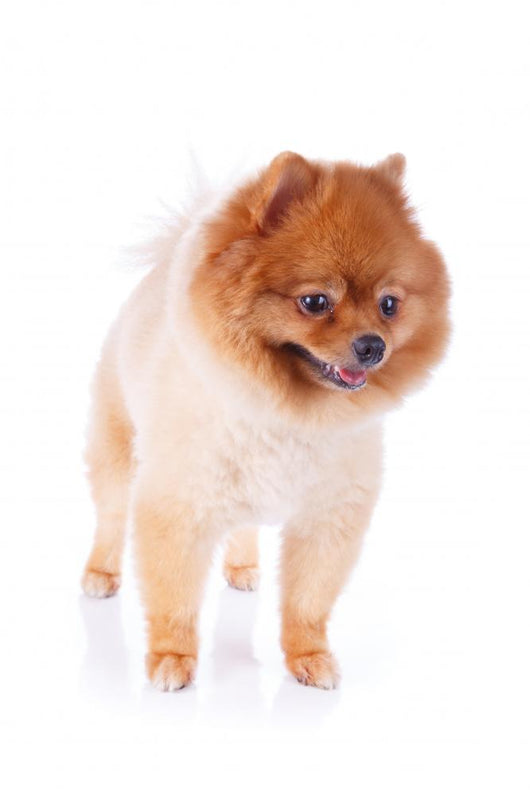 Pomeranian Dog Brown Short Wall Decal Design 1