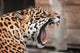 Roaring Jaguar Portrait Wild Wall Decal