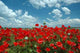 Poppy Field Wall Decal