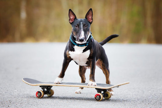 Dog Skateboard Wall Decal
