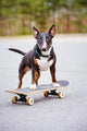 English Bull Terrier Dog Wall Decal