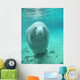 Manatee Wall Decal