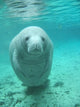 Manatee Wall Decal