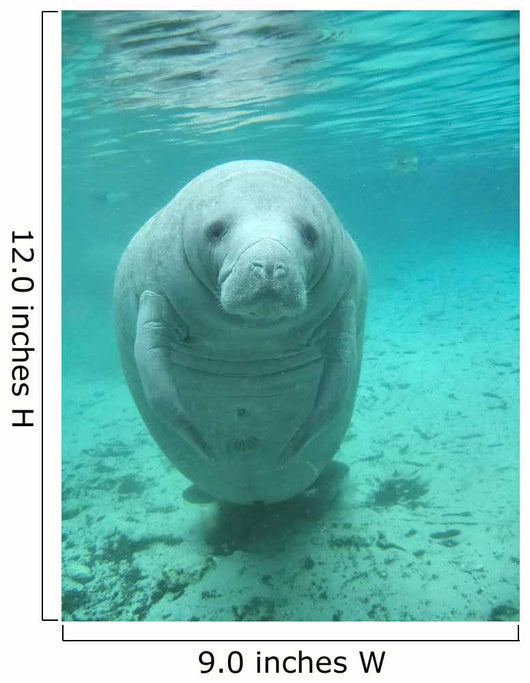 Manatee Wall Decal