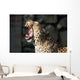 Leopardo Che Sbadiglia Wall Decal