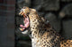 Leopardo Che Sbadiglia Wall Decal