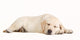 Sleeping Yellow Labrador Puppy Wall Decal
