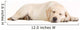 Sleeping Yellow Labrador Puppy Wall Decal