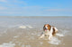 North Sea Beach Wall Decal