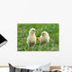 Two Young Chickens Wall Decal
