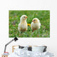 Two Young Chickens Wall Decal