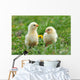 Two Young Chickens Wall Decal