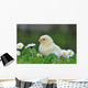 Young Chicken Wall Decal