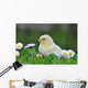 Young Chicken Wall Decal