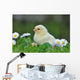 Young Chicken Wall Decal