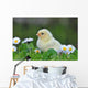 Young Chicken Wall Decal