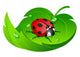 Ladybug Leaf Wall Decal