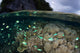 Fish and Reef Pacific Wall Decal