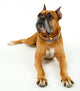 Cute Dog White Wall Decal Design 2