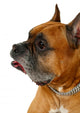 Boxer Dog Wall Decal