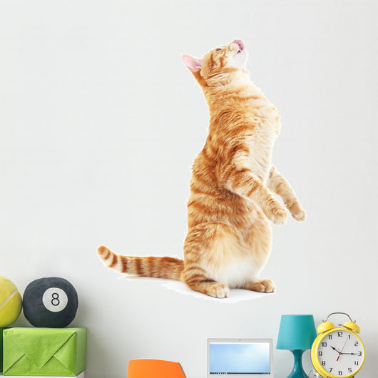 Begging Red Cat Wall Decal