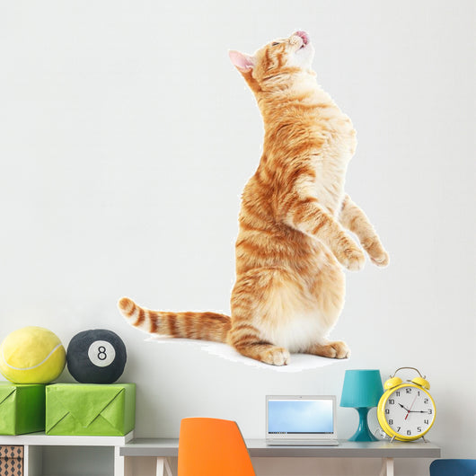 Begging Red Cat Wall Decal