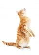 Begging Red Cat Wall Decal