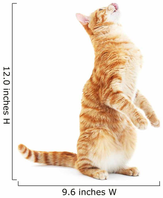 Begging Red Cat Wall Decal