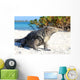 Iguana on white sand beach in Cayo Largo, Cuba Wall Mural