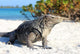 Iguana on white sand beach in Cayo Largo, Cuba Wall Mural