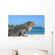 Iguana on white sand beach in Cayo Largo, Cuba Wall Mural