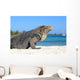 Iguana on white sand beach in Cayo Largo, Cuba Wall Mural