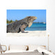 Iguana on white sand beach in Cayo Largo, Cuba Wall Mural