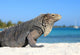 Iguana on white sand beach in Cayo Largo, Cuba Wall Mural