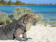 Iguana on white sand beach in Cayo Largo, Cuba Wall Mural